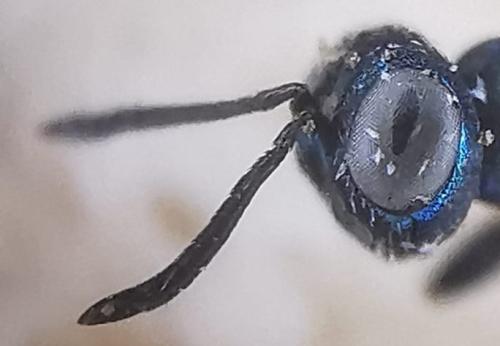 Eupelmus sp.